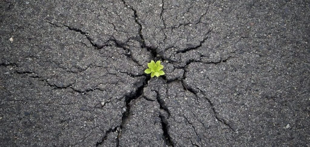 Hay vida debajo del asfalto. Solo hace falta regar un poquito.